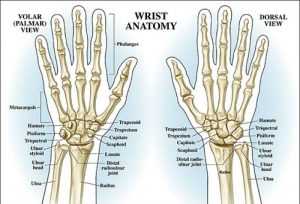 Wrist anatomy