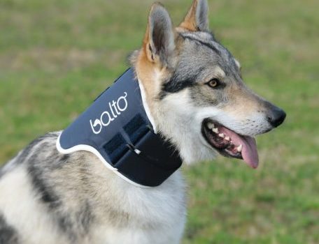 balto neck braces for dogs