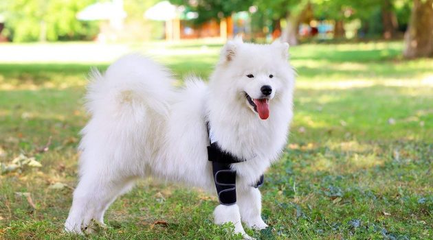 shoulder braces for dogs 1