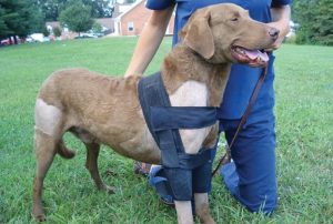 shoulder brace for dogs 
