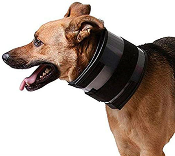 Best Neck Braces For Dogs 2020 - Reviews